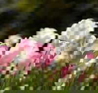Floriade Reimagined - Holiday Adelaide