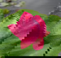 Free Meditation in Sydney - Holiday Adelaide