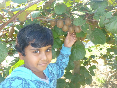 Fruit Taste Adventure Tours - Holiday Adelaide 1