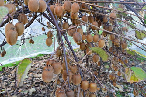 Fruit Taste Adventure Tours - Holiday Adelaide 2