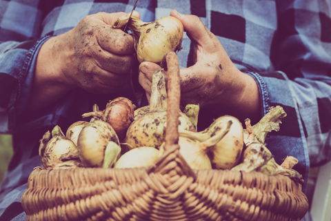 Grafton Farmers Market - Holiday Adelaide 0