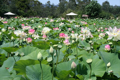 Lotus Flower Season - Holiday Adelaide 0