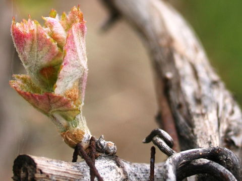 Spring Seasonal Lunch - Holiday Adelaide 0