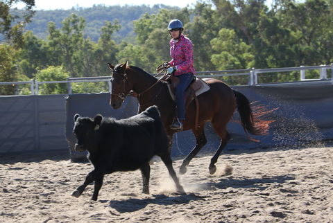 Australian Campdraft Association National Finals Campdraft 2021 - Holiday Adelaide 1
