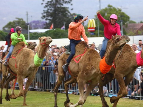 Camel Races At Penrith Paceway - Holiday Adelaide 0