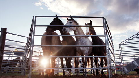 Cunnamulla Fella Festival 2020 - Holiday Adelaide 1