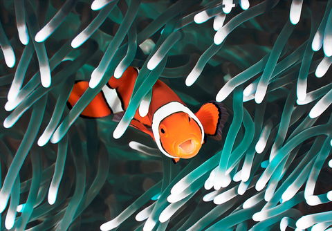 Great Barrier Reef Masters Games - Holiday Adelaide 1