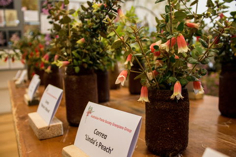 Pomonal Native Flower Show - Holiday Adelaide 1