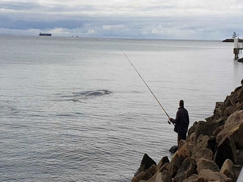 Whale Watching In Portland - Holiday Adelaide 0