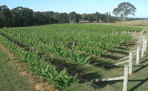 Yarralaw Springs Wines  - Cellar Door Wine Tasting - Holiday Adelaide 1