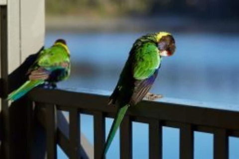 RAC Karri Valley Resort - Holiday Adelaide 3