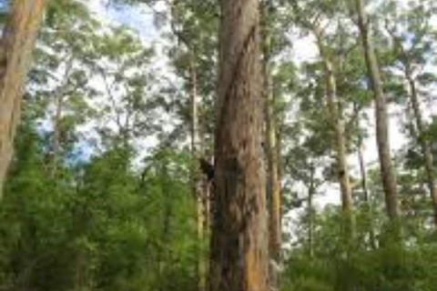 RAC Karri Valley Resort - Holiday Adelaide 1