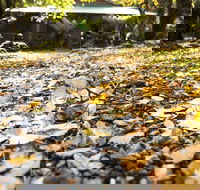 Cradle Forest Inn - Holiday Adelaide
