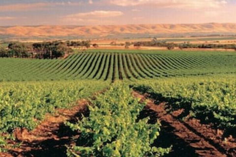 McLaren Vale Backpackers - Holiday Adelaide 5