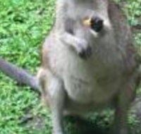 Bluewater Bed  Breakfast Cairns - Holiday Adelaide