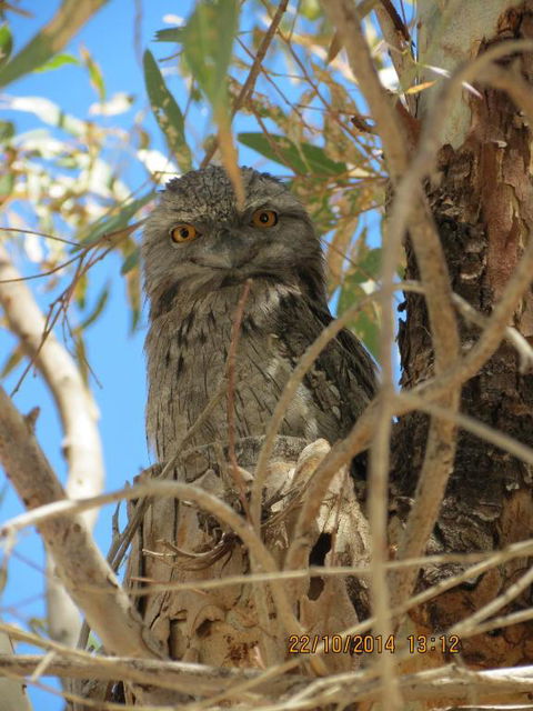 Kalbarri Tudor Holiday Park - Holiday Adelaide 3