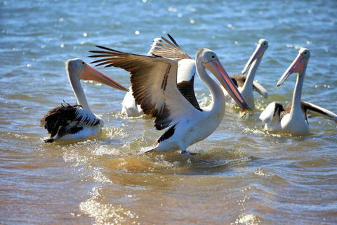 Alva Beach Tourist Park - Holiday Adelaide 4