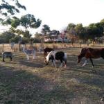 Heartland Hideaway - Holiday Adelaide 0