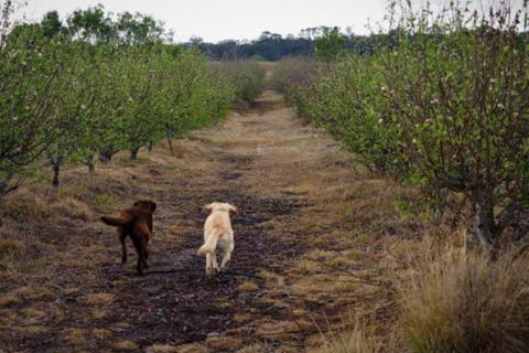 Straw House Farm B & B - Holiday Adelaide 2
