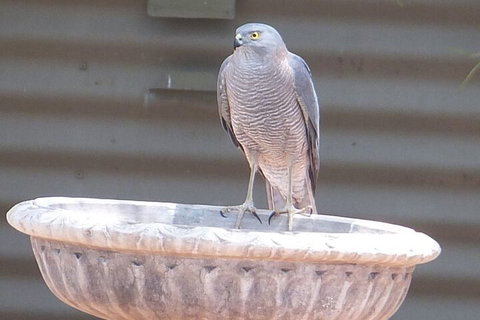 Kathys Place Bed And Breakfast - Holiday Adelaide 3