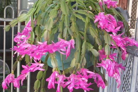 Kathys Place Bed And Breakfast - Holiday Adelaide 1