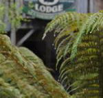 The Wombat Cottage - Holiday Adelaide