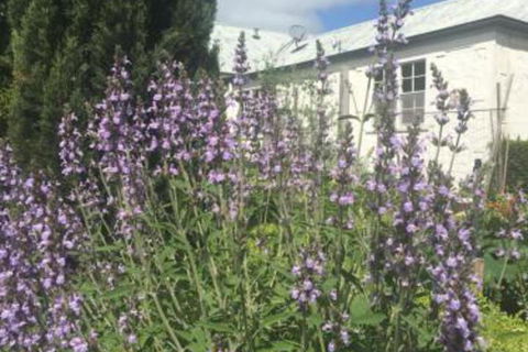 Petschel House - Holiday Adelaide 1