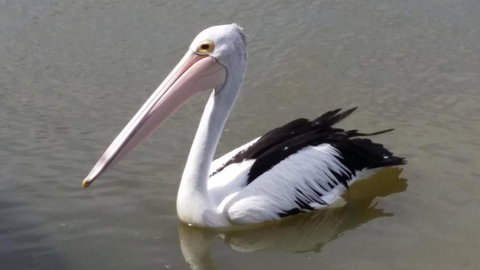 PS Federal Retreat Paddle Steamer Goolwa - Holiday Adelaide 5