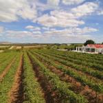Barossa Valley Lyndoch - Holiday Adelaide 0