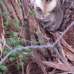 Stringybark Hills Retreat - Holiday Adelaide 0