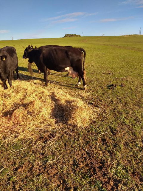 Pink Gums Farmstay - Holiday Adelaide 5