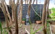 AMONGST THE TI TREES RYE - thumb 6