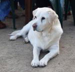 Nazaaray Beach House - Holiday Adelaide