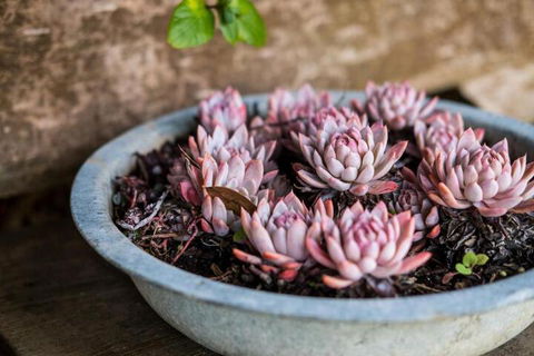 Aggies Bed & Breakfast - Holiday Adelaide 3