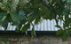Laurel Cottage - thumb 1