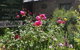 Laurel Cottage - thumb 5