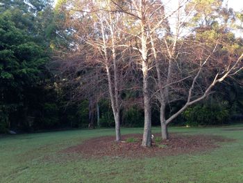 Boambee Retreat - Holiday Adelaide 4