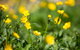 Buttercup Hill - thumb 3