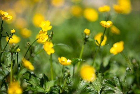 Buttercup Hill - Holiday Adelaide 3