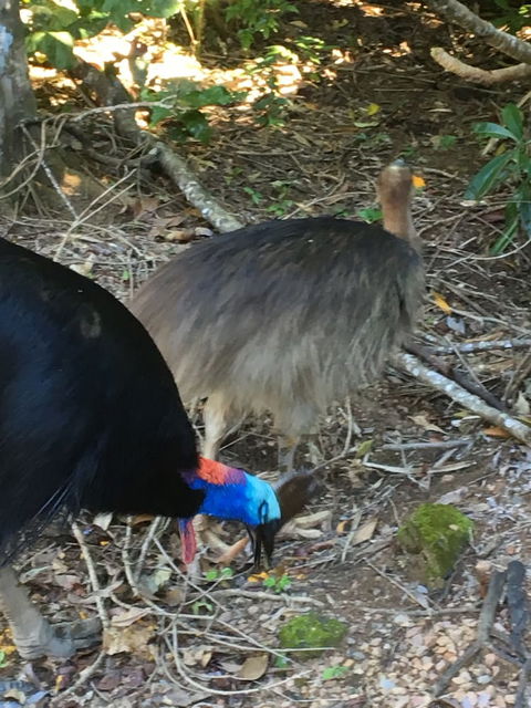 Licuala Lodge - Holiday Adelaide 1