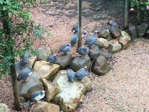 Licuala Lodge - Holiday Adelaide 4