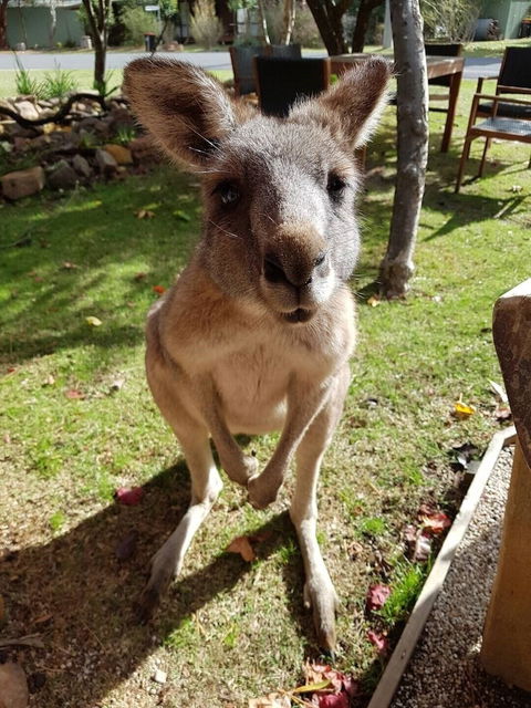 Grampians Eco YHA - Hostel - Holiday Adelaide 1