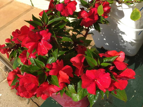 Major Innes Motel - Holiday Adelaide 5