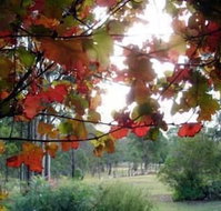 Elfin Hill Country Accommodation - Holiday Adelaide