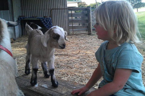Fernleigh Farmstay & Bike Park - Holiday Adelaide 5