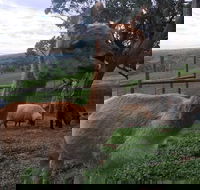 Morella Farm Stay - Holiday Adelaide