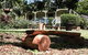 Noosa Hinterland Bed & Breakfast - thumb 6