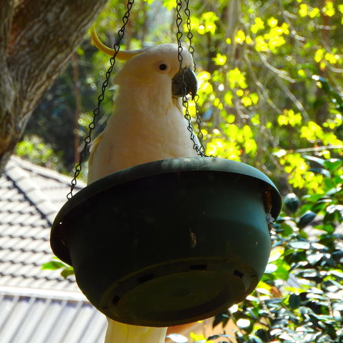 Bowral Road Bed And Breakfast - Holiday Adelaide 1