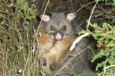 Forest Walks Lodge - Holiday Adelaide 6