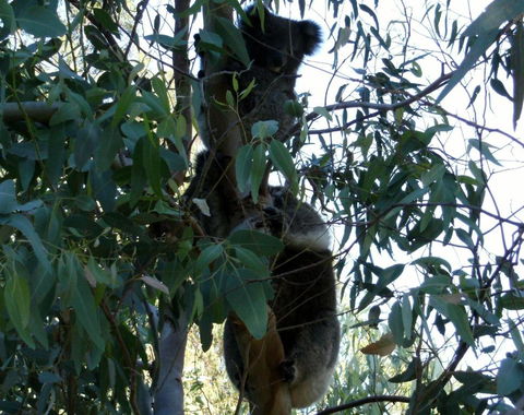 Friends At McLaren Vale - Holiday Adelaide 1